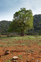 Image showing Single tree in the valley