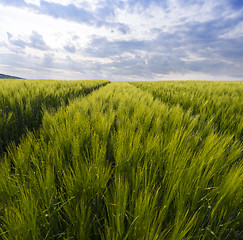 Image showing Green field in spring