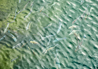 Image showing Fishes in ocean