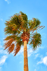 Image showing Palm tree on blue sky background