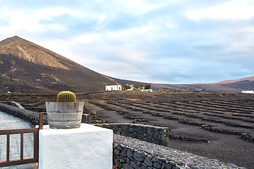 Image showing Vineyards in La Geria, Lanzarote Island