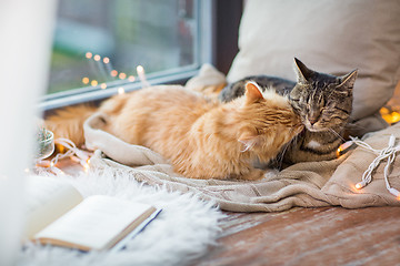 Image showing two cats lying on window sill with blanket at home