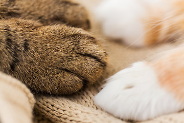 Image showing close up of paws of two cats on blanket