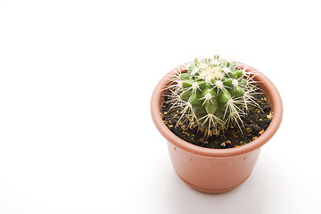 Image showing Little cactus