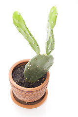 Image showing Funny cactus