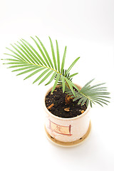 Image showing Young palm