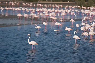 Image showing Flock of adorable pink flamingos