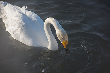 Image showing Beautiful white whooping swans