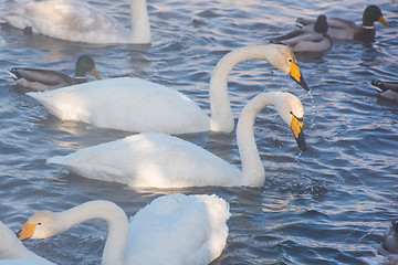 Image showing Beautiful white whooping swans