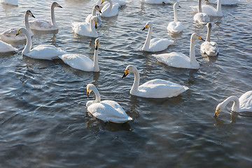 Image showing Beautiful white whooping swans