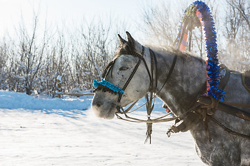 Image showing Portrait of a gray horse