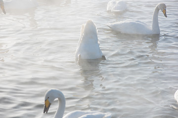 Image showing Beautiful white whooping swans