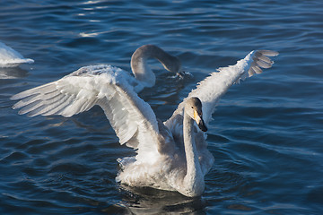 Image showing Beautiful white whooping swans