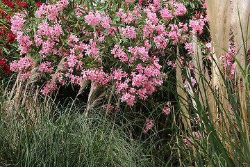 Image showing Flowering Oleander bush