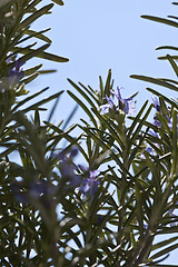 Image showing Rosemary herb in bloom