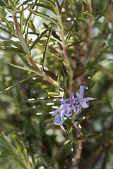 Image showing Rosemary herb in bloom