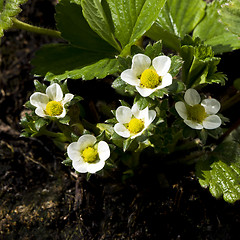 Image showing Garden strawberry in bloom