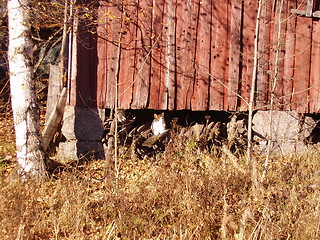 Image showing Cat under the house