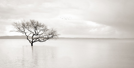 Image showing Lone mangrove tree in still waters