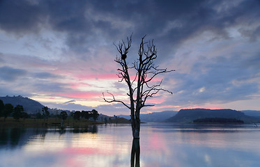 Image showing Cool hues over the lake with large tree and nest