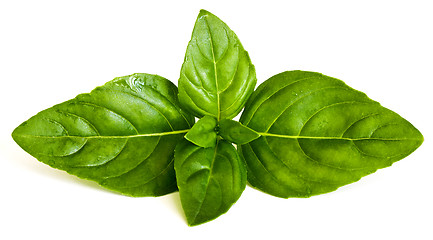 Image showing Basil leaves