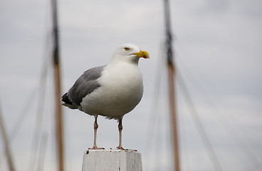 Image showing seagull