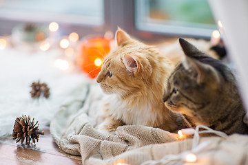 Image showing two cats lying on window sill with blanket at home