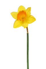 Image showing Daffodil on white