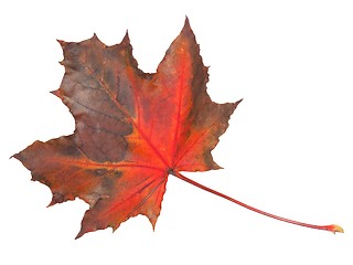 Image showing Leaf on white