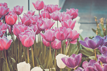 Image showing Pink, purple and white tulips on the flowerbed