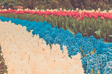 Image showing Multicolored hyacinth flowerbed spring flower park