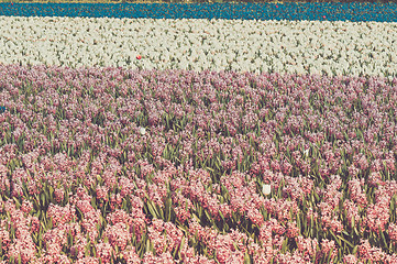 Image showing Field of hyacinth