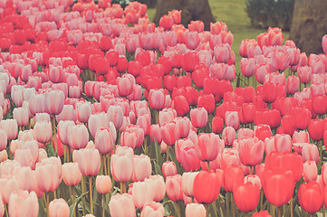 Image showing Flower beds of multicolored tulips
