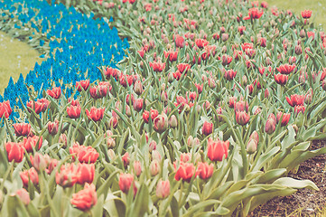 Image showing Red tulips and blue hyacinth