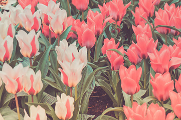 Image showing Striped and red tulips on the flowerbed