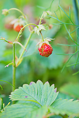 Image showing Strawberry on a branch