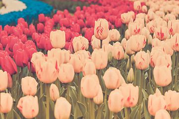 Image showing Multicolored tulips on the flowerbed