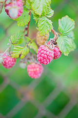 Image showing Raspberries on a branch