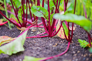 Image showing Young beet grows on a bed