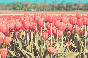 Image showing Red tulips field in Holland