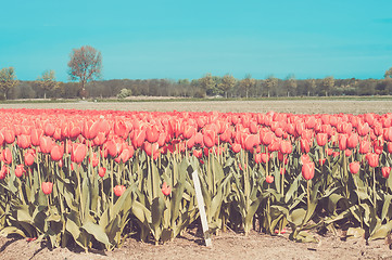 Image showing Red tulips field