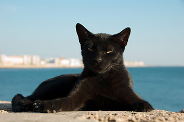 Image showing Stray cat on Cadiz, Spain