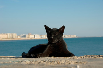 Image showing Stray cat on Cadiz, Spain