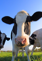 Image showing Portrait of curious Holstein cow cattle