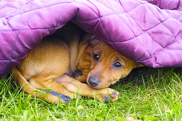 Image showing Sad pinscher puppy under purple blanket