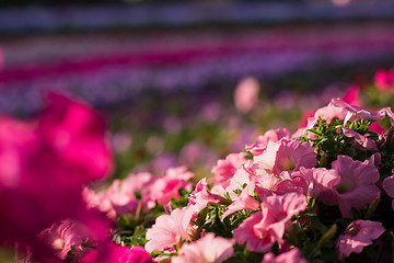 Image showing Dubai miracle garden