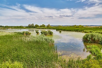 Image showing Water surface with plants