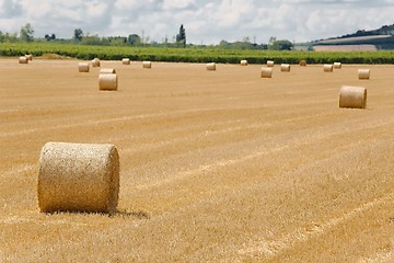 Image showing Agricultural field with bales