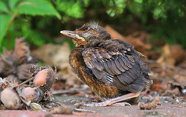 Image showing Young baby bird sittin on the ground