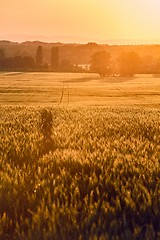 Image showing Wheat field detail